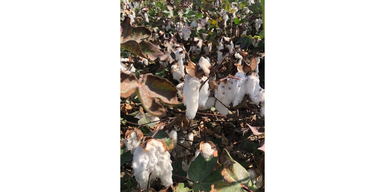 Son yağışlar Söke Ovası’ndaki pamuğa kısmen zarar verdi