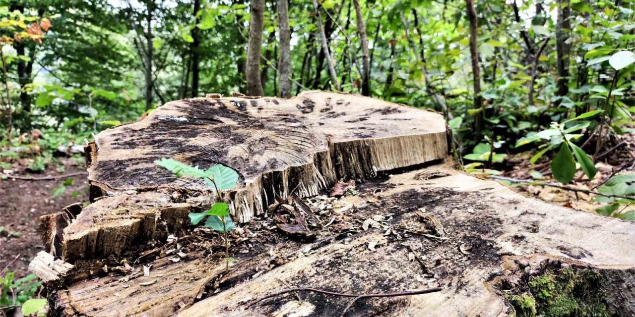 Kesilen 100 yıllık ağacın kütüğünden fidan yeşerdi, görenler şaştı