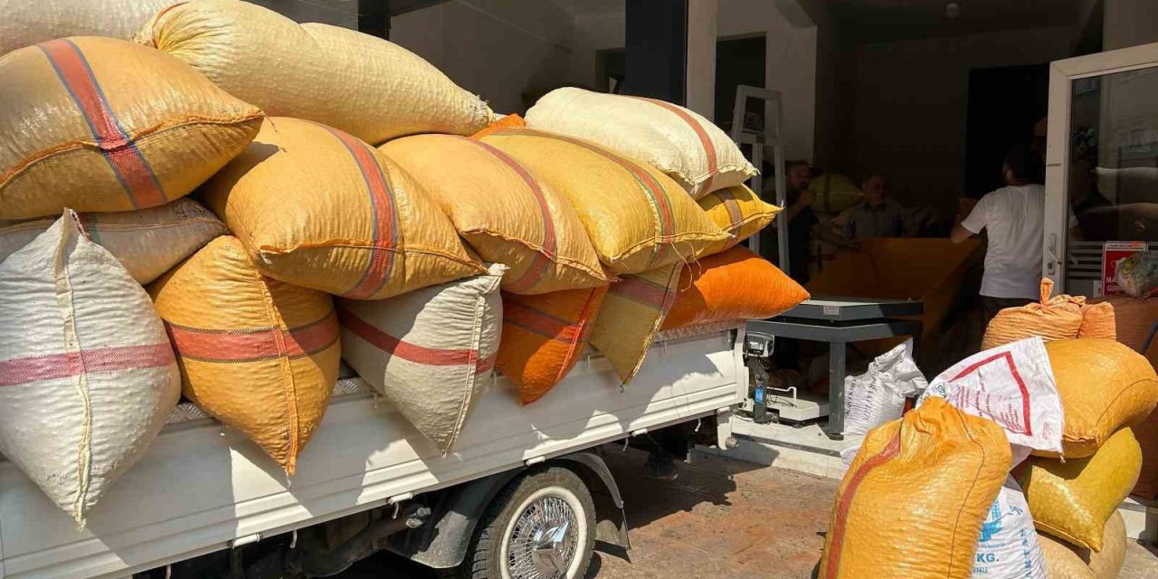 Fındık üreticileri fiyatların yükselmesini bekliyor