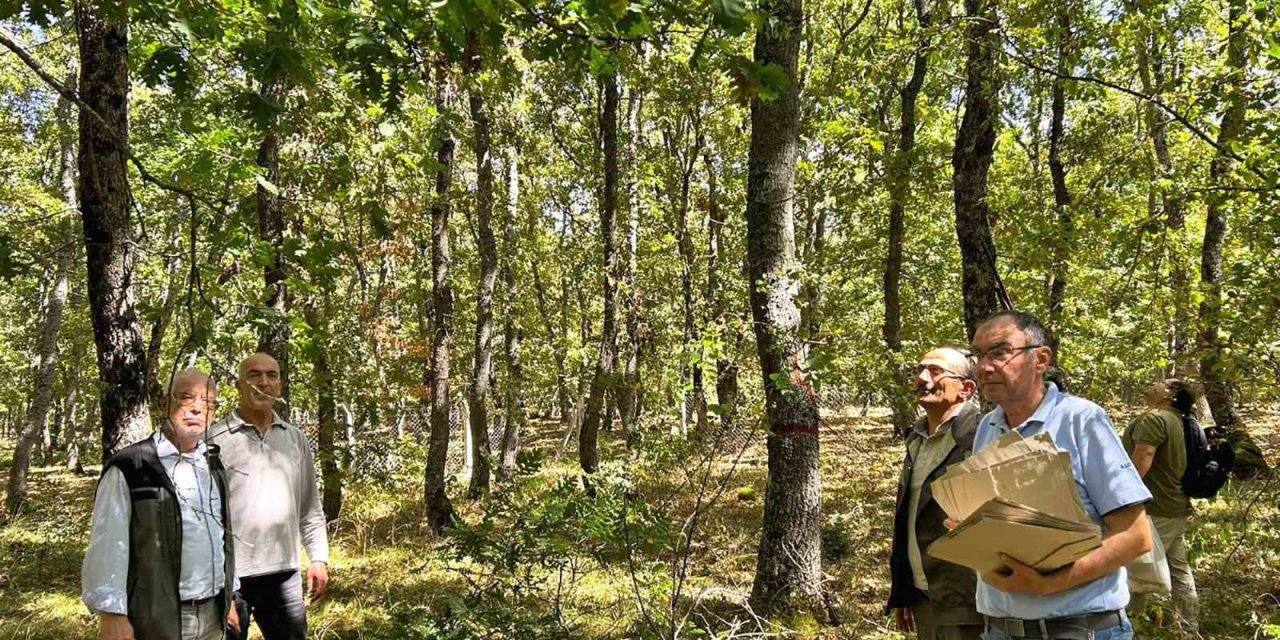Balıkesir’de meşe ağaçları koruma altına alındı