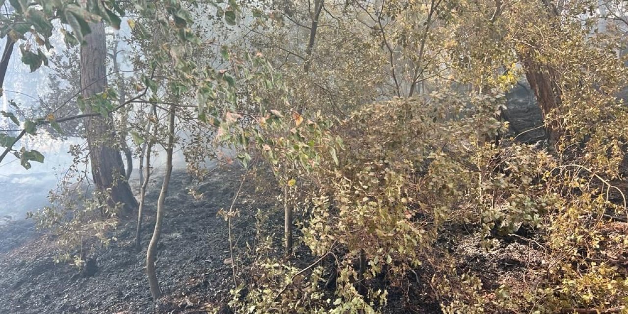 Adana’daki iki orman yangınından biri kontrol altına alındı