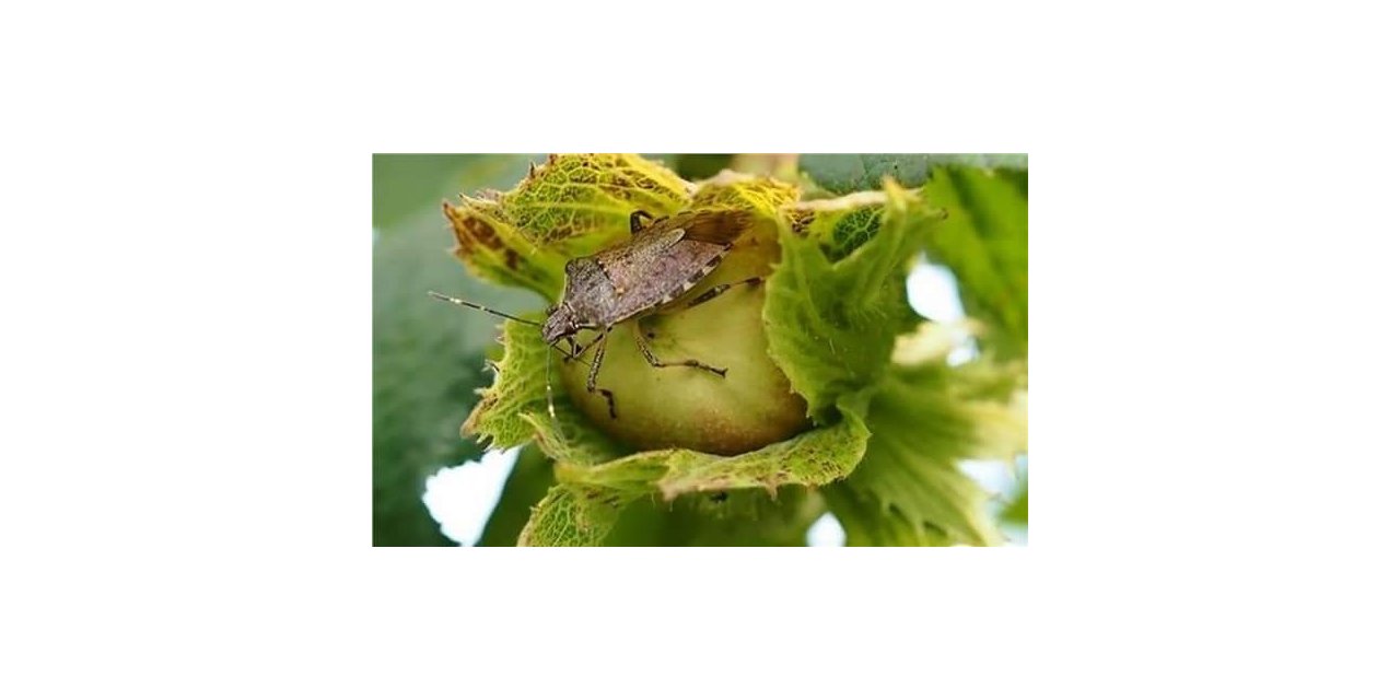 Fındık üreticileri kahverengi kokarca böceğine karşı uyarıldı