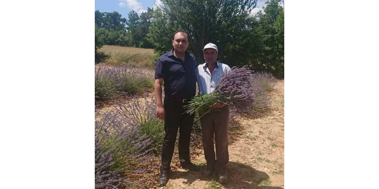 Hasat sonrası 2 ton 900 kilogram lavanta yağı elde edildi