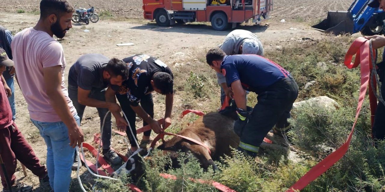 Hatay’da kuyuya düşen buzağıyı itfaiye ekipleri kurtardı