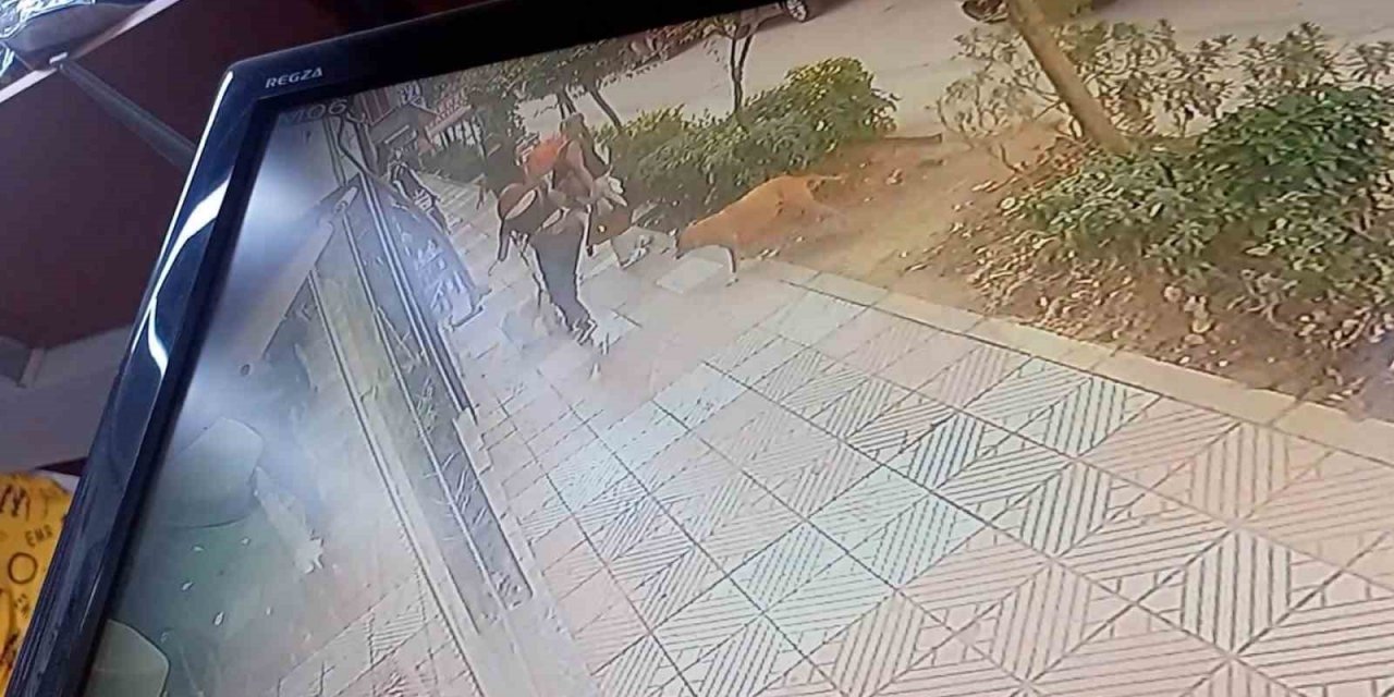 Manisa’da başıboş pitbull dehşet saçtı