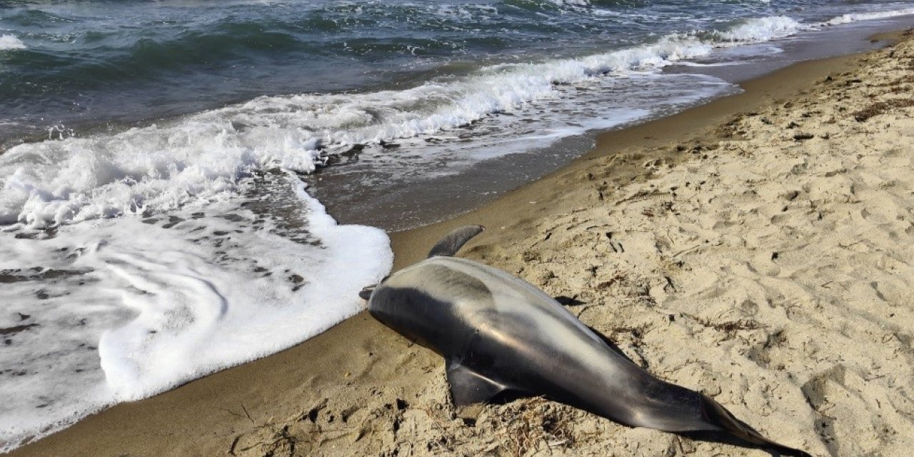 Kuşadası’nda yunus ölüsü karaya vurdu
