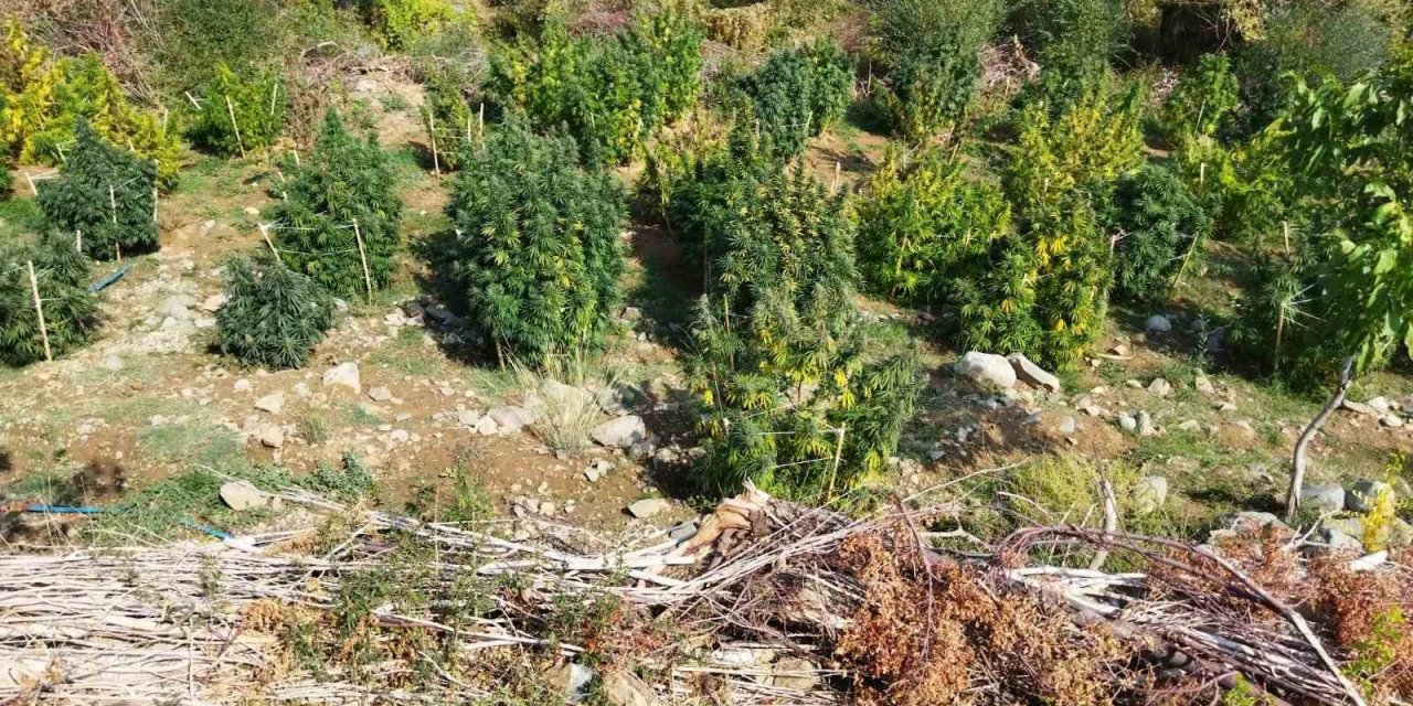 Diyarbakır’da 121 kilo esrar, 350 bin kök skunk ve kenevir ele geçirildi