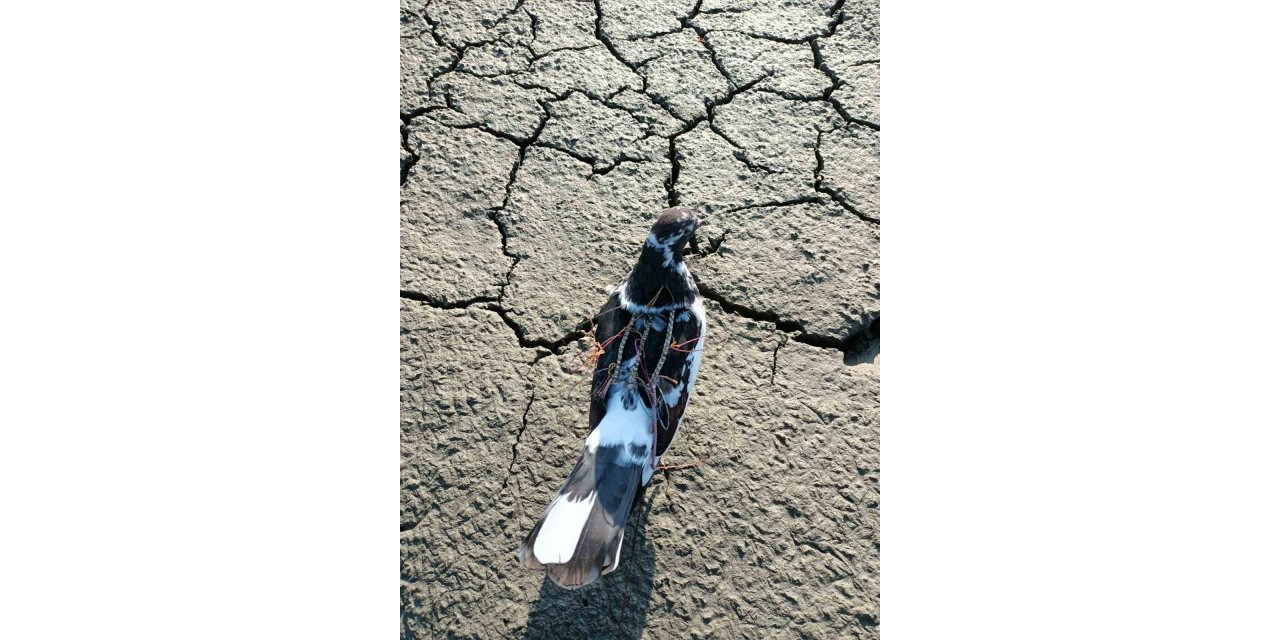 Bafa Gölü’nde yırtıcı kuşları avlayan şahıs DKMP ekiplerine yakalandı