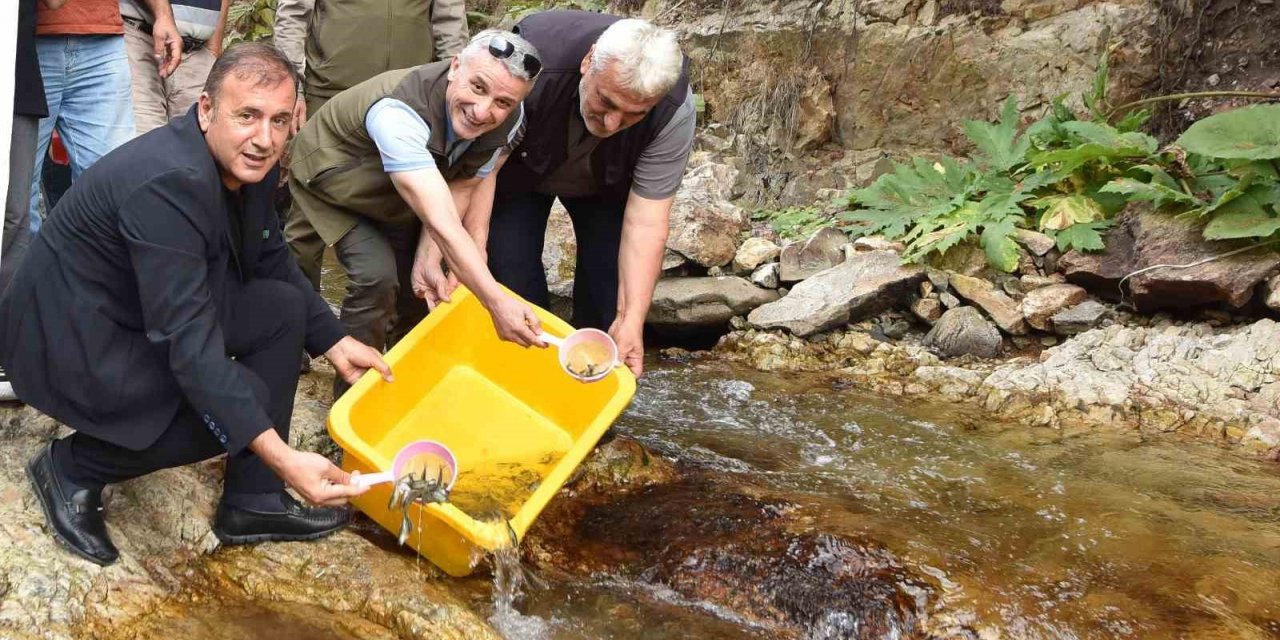 Trabzon’da 5 bin kırmızı benekli doğal alabalık yavrusu bırakıldı