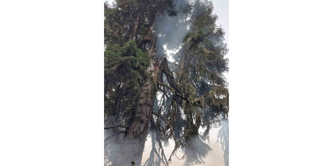 Ağaca yıldırım düştü, ormanda yangın çıktı