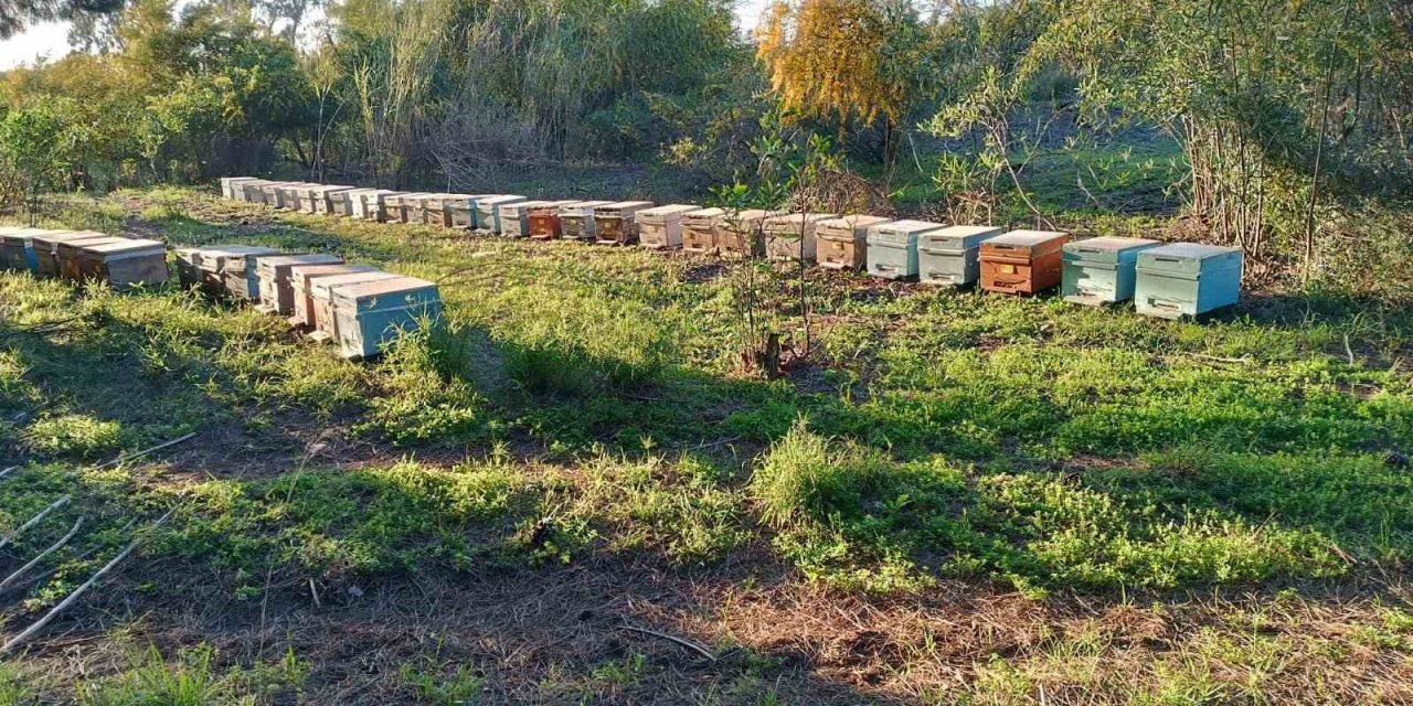 Şırnak’ta dört ayrı dağın zirvesinde en tatlı hasat başladı