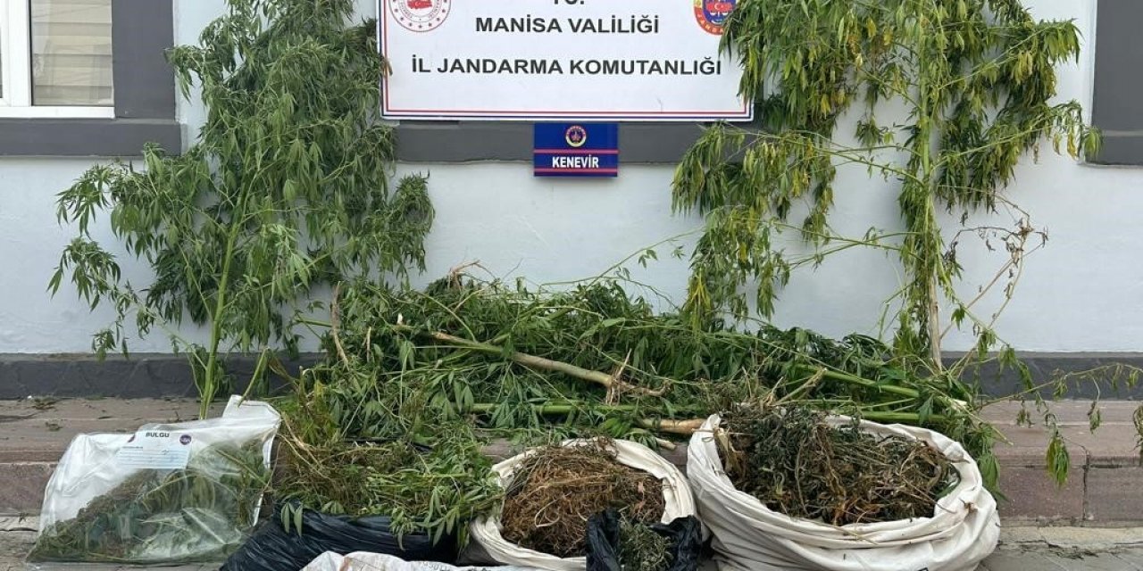 Sazlıkların arasında kenevir ve esrar ele geçirildi