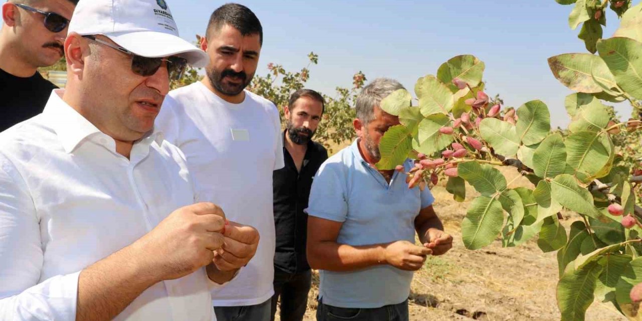 Diyarbakır’da fıstık hasadına başlandı
