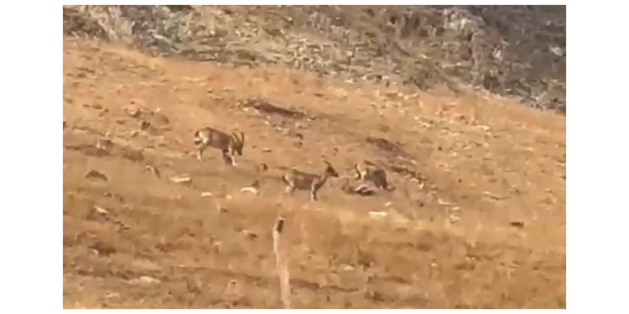 Diyarbakır’da yaban keçileri görüntülendi