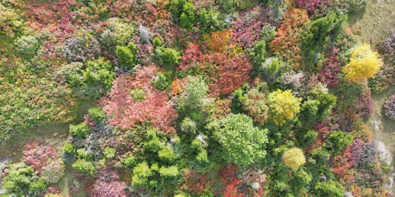 Giresun yaylalarındaki sonbahar güzelliği dron ile görüntülendi