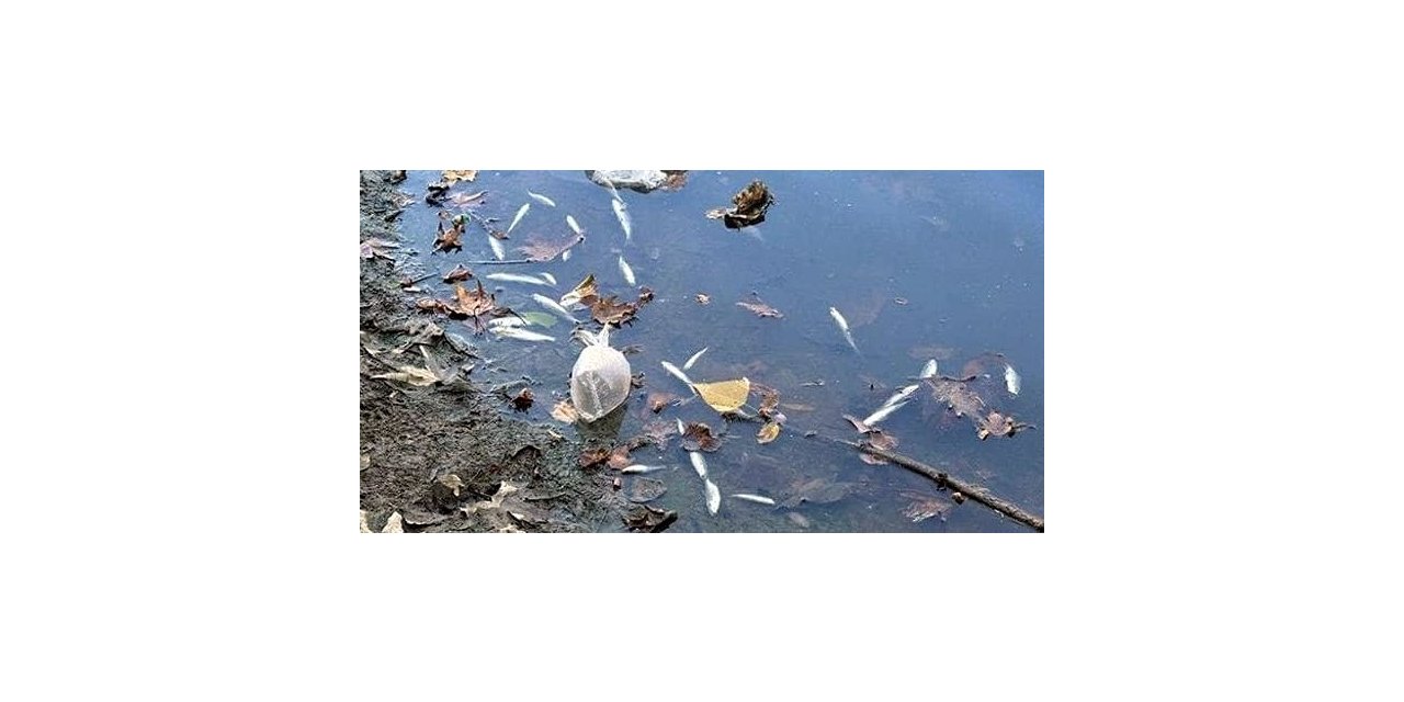 Bartın’daki balık ölümlerinin nedeni belli oldu