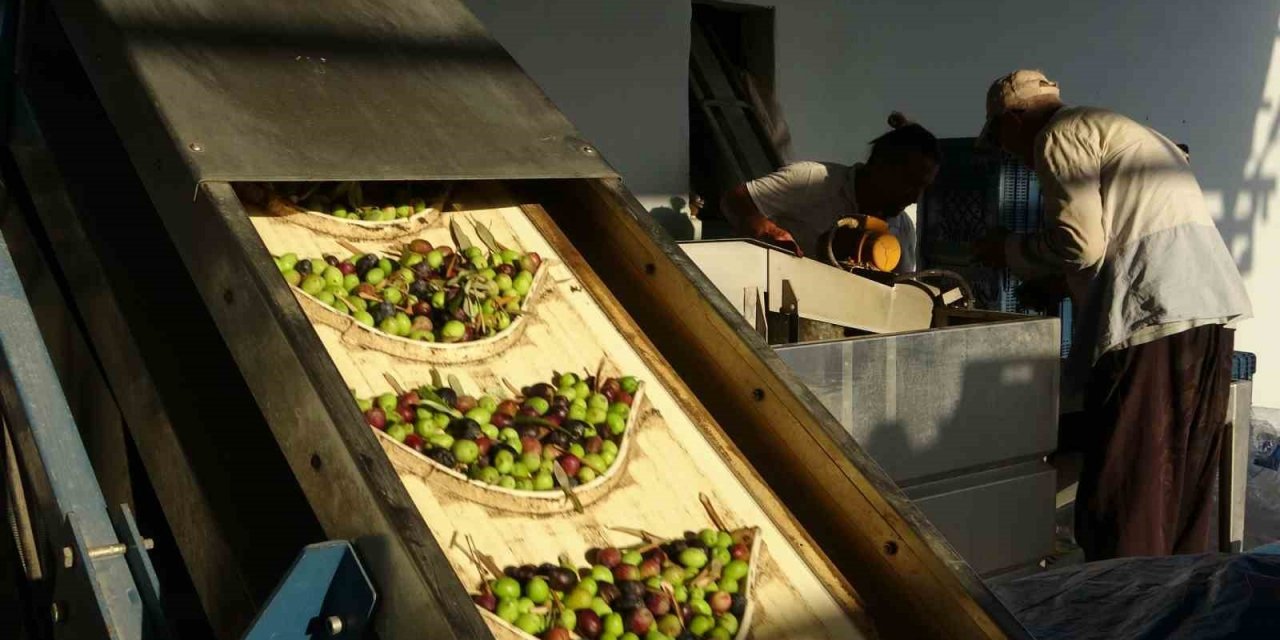 Mersin’de zeytinin lezzete dönüşen zahmetli yağ yolculuğu başladı
