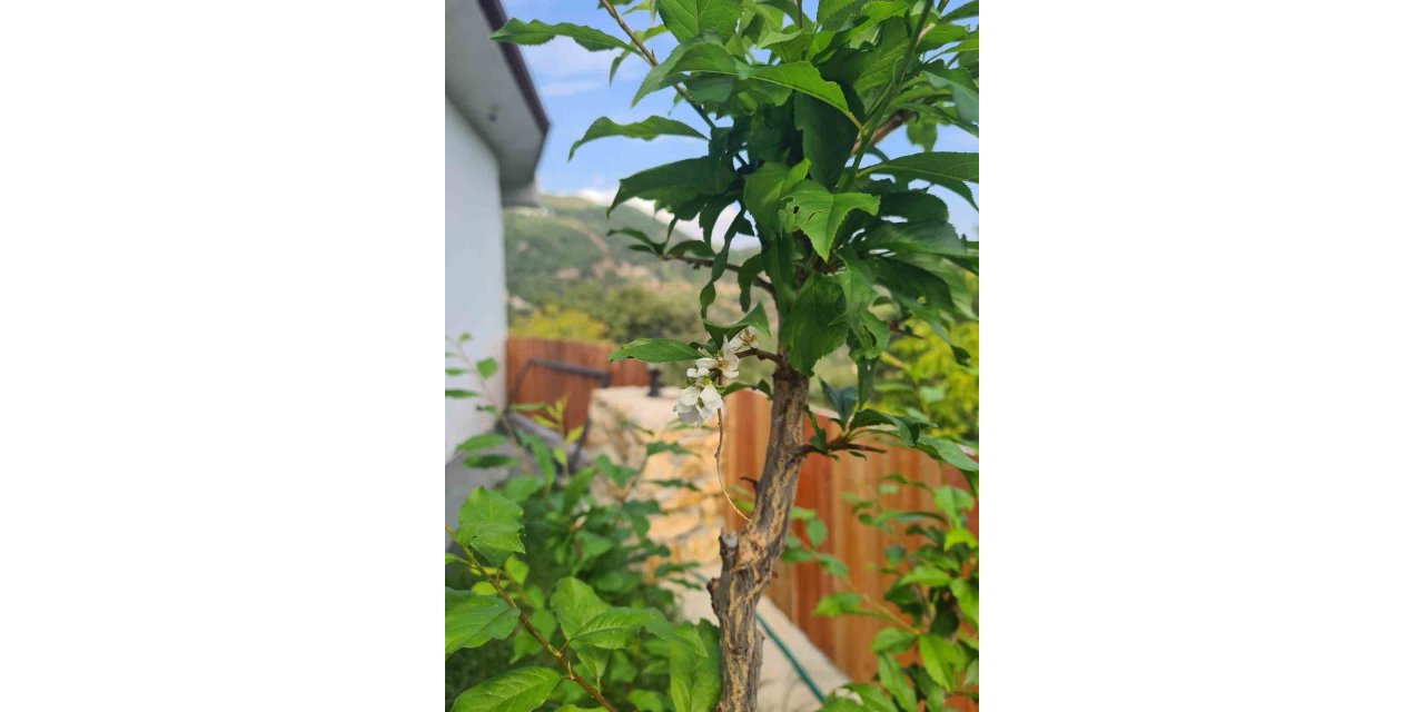 Erik ağaçları Ekim’de çiçek açtı