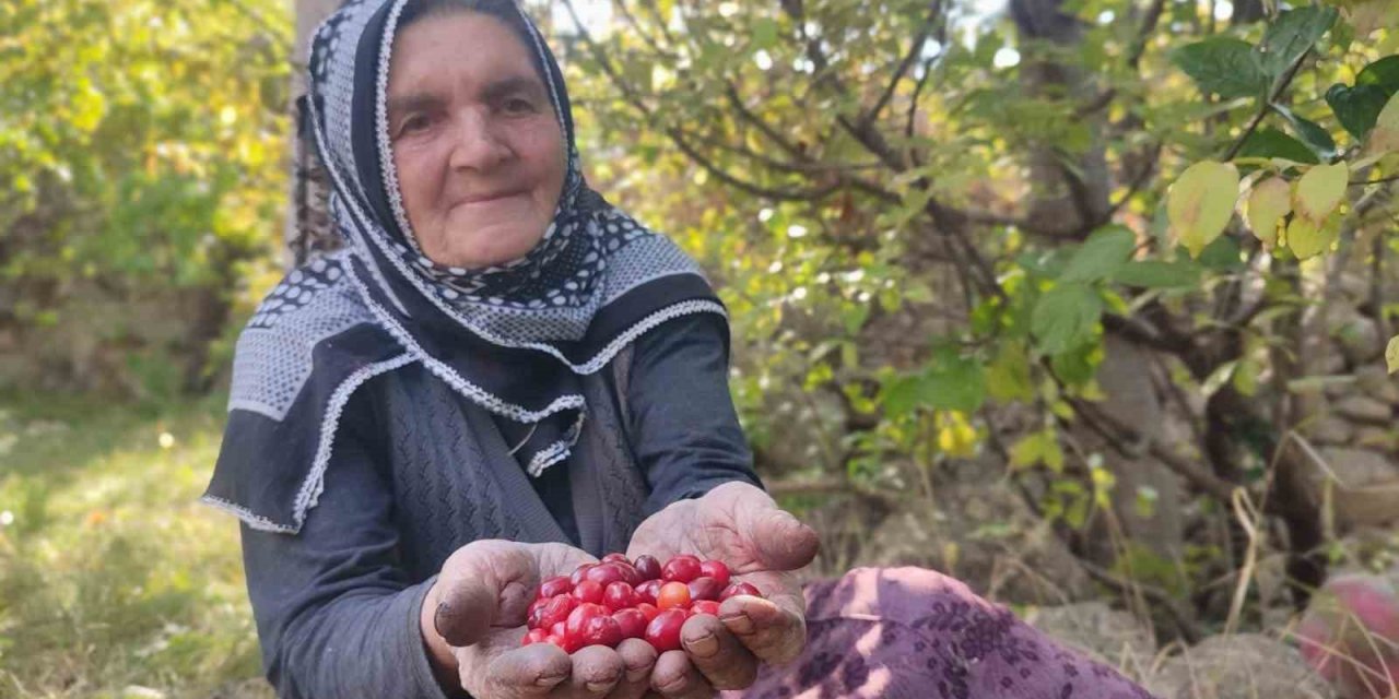 Şifa deposu kızılcıkta hasat vakti