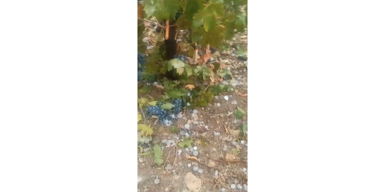 Elazığ’da dolu üzüm bağlarını vurdu