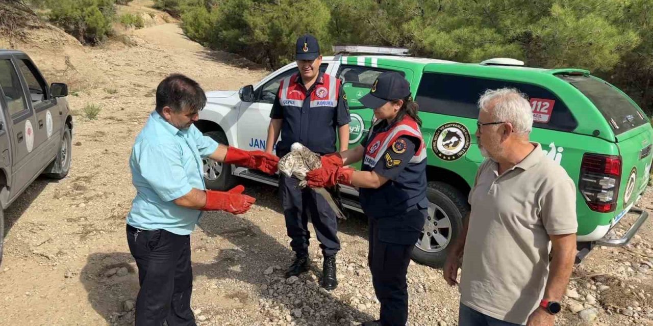 Yaralı bulunan yılan kartalı tedavi altına alındı