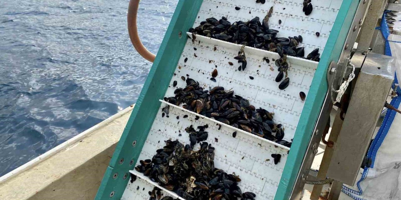 Bandırma’da midye hasadı yapıldı
