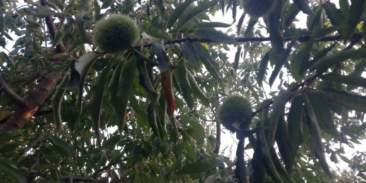 Kestane üreticisi bu yıl endişeli