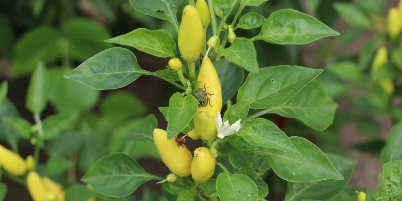 Sağlam: “Kahverengi kokarca ile mücadele milli seferberliktir”