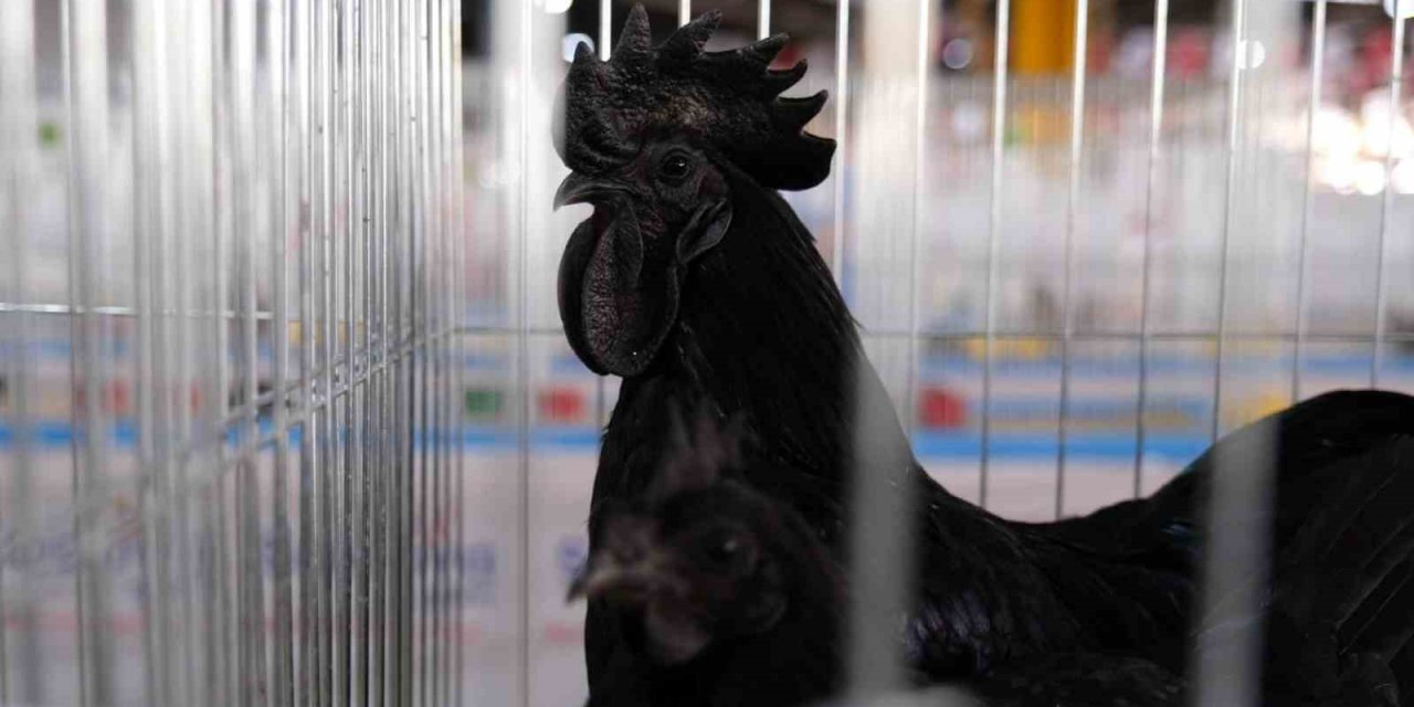 Podyum koç ve süs tavuklarının