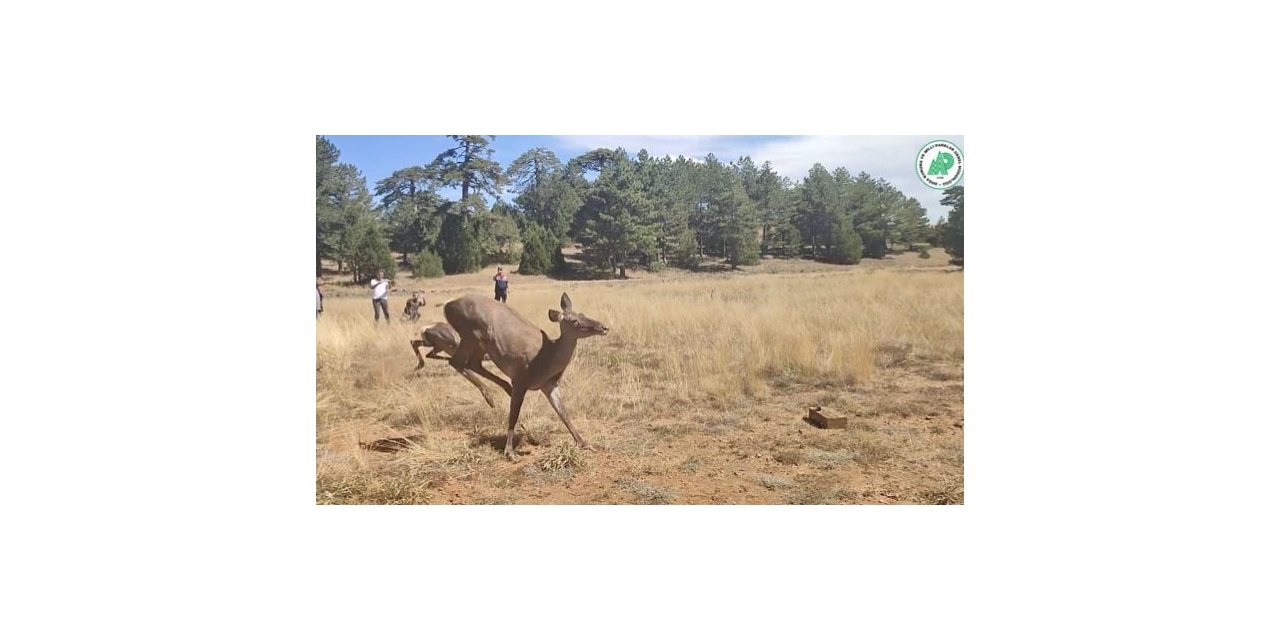 Üç kızıl geyik daha doğaya bırakıldı