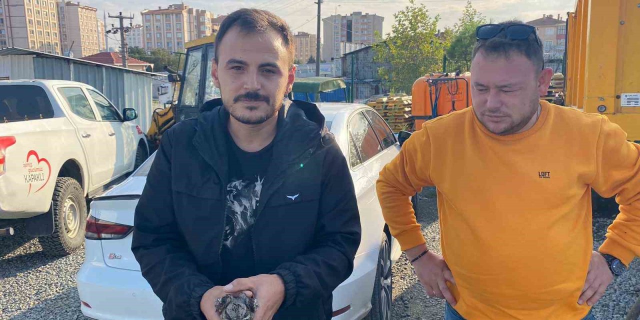 Tekirdağ’da Ebabil kuşu bulundu