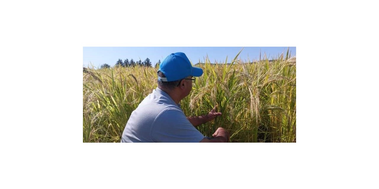 Çermik’te verim tespit çalışmaları tamamlandı