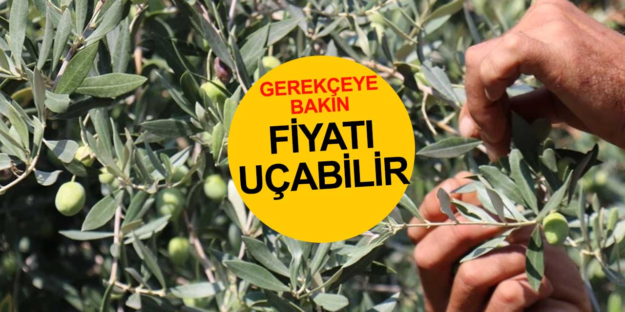 Antalya'da kayıp büyük: Zeytin ve zeytinyağı fiyatları artabilir!