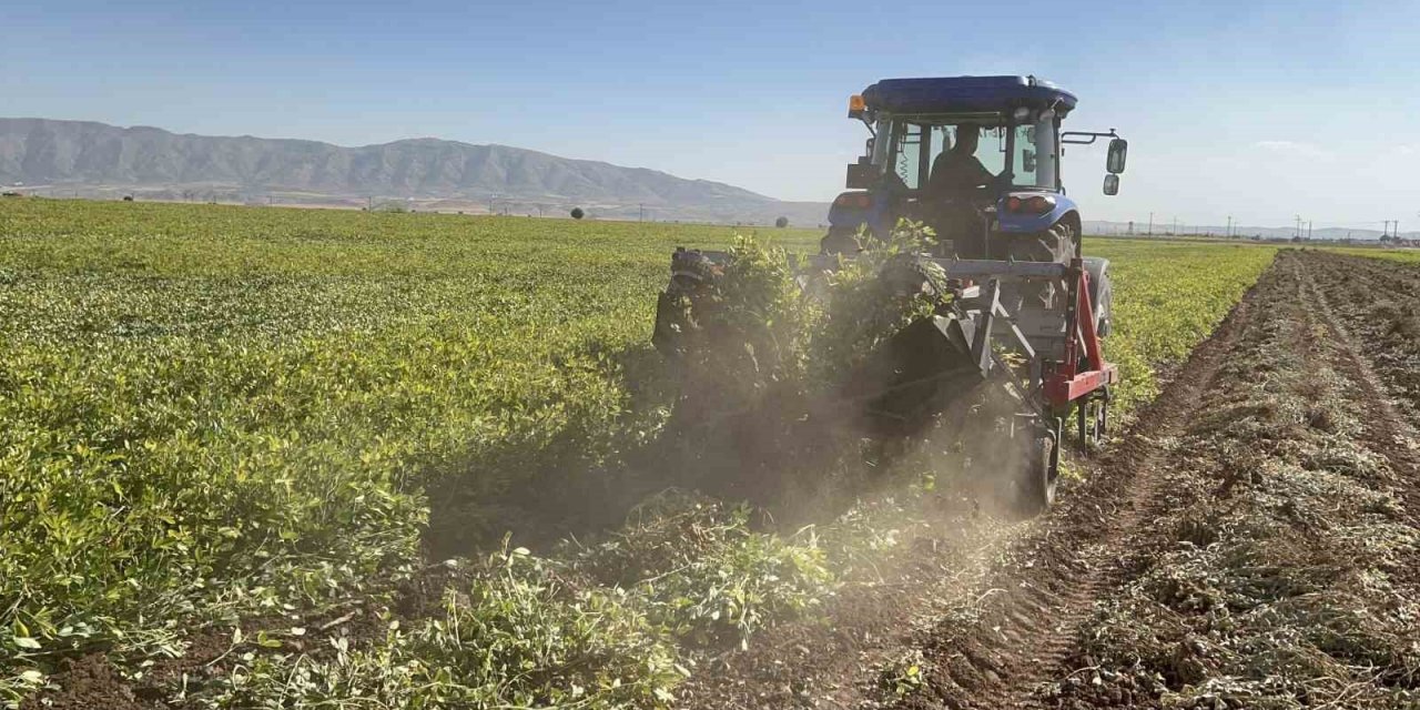 Terörün yerini huzura bıraktığı sınır hattında yer fıstığı hasadı başladı