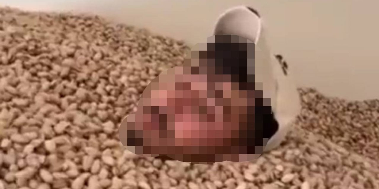 2 ton fıstığa el konuldu