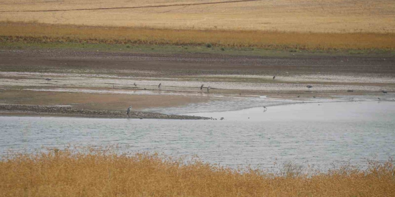 Kuraklık nedeniyle Diyarbakır’da 300 kuş türü tehdit altında