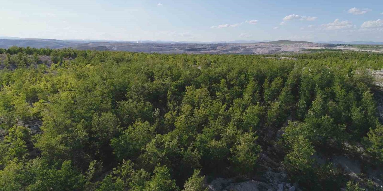 Demir Export’un diktiği fidan sayısı 1,5 milyona ulaştı