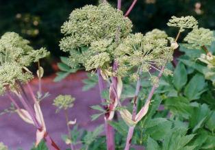 Melek Otu, şifa kaynağı