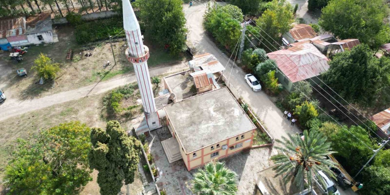 Cami avlusundaki hurmalar toplandı