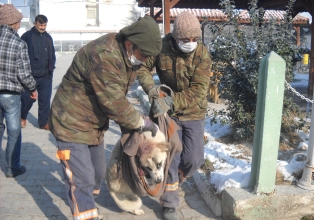 Yaralı köpeğe belediye sahip çıktı