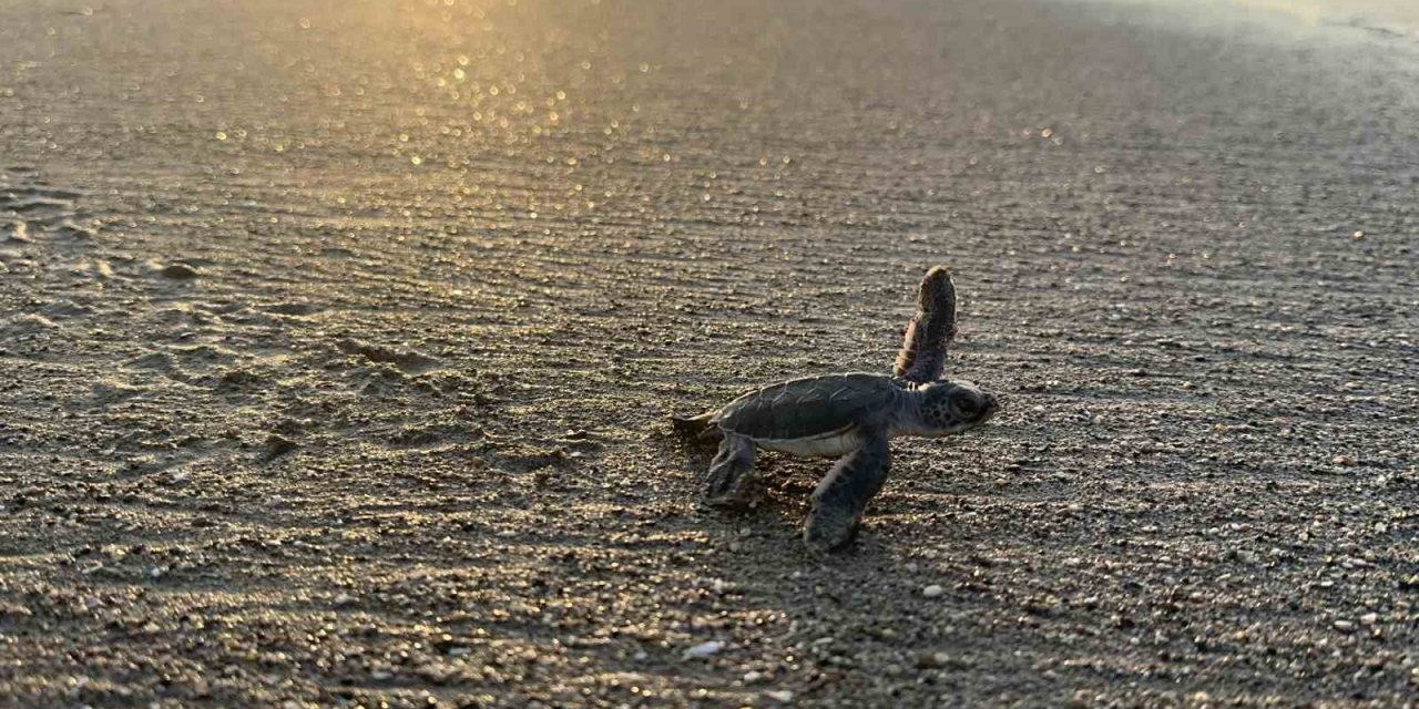 Yaklaşık 250 bin yavru kaplumbağa denizle buluştu