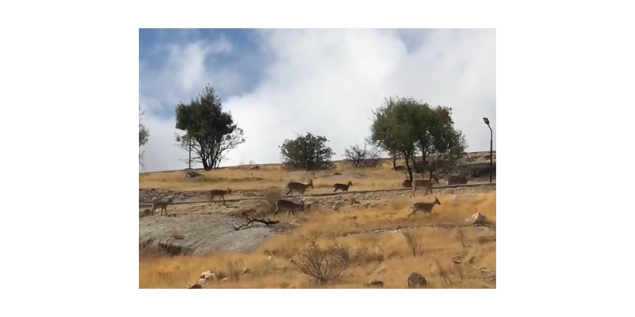 Dağ keçileri sürü halinde görüntülendi