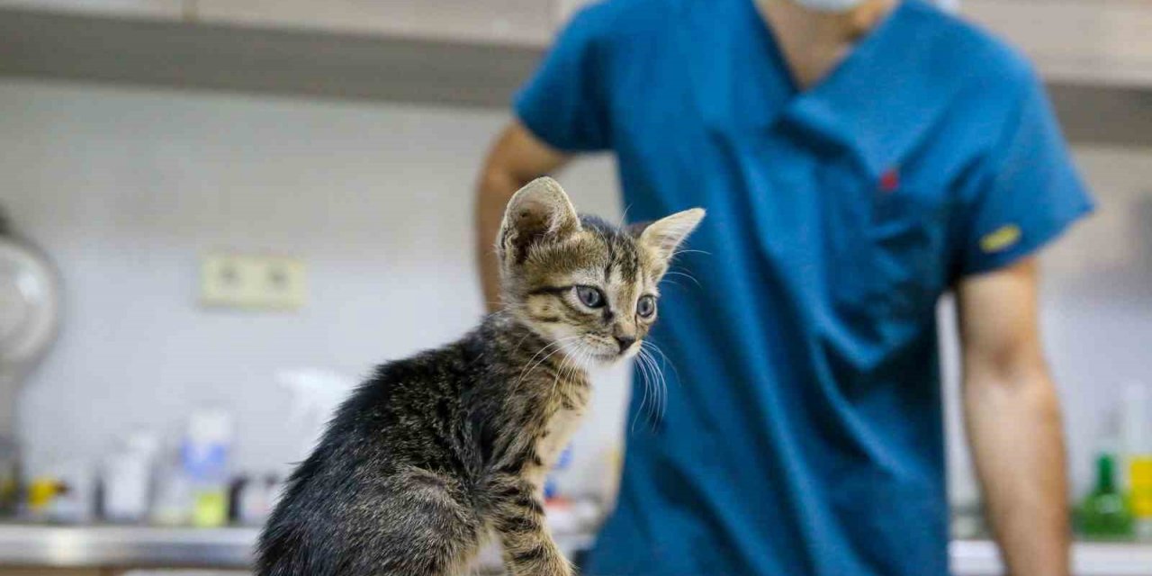 Buca’da can dostları için seferberlik başlatıldı