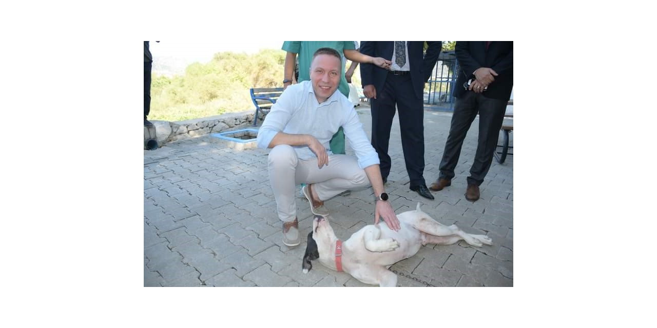 Hayvan hakları için Milas Kaymakamı Böke sahada