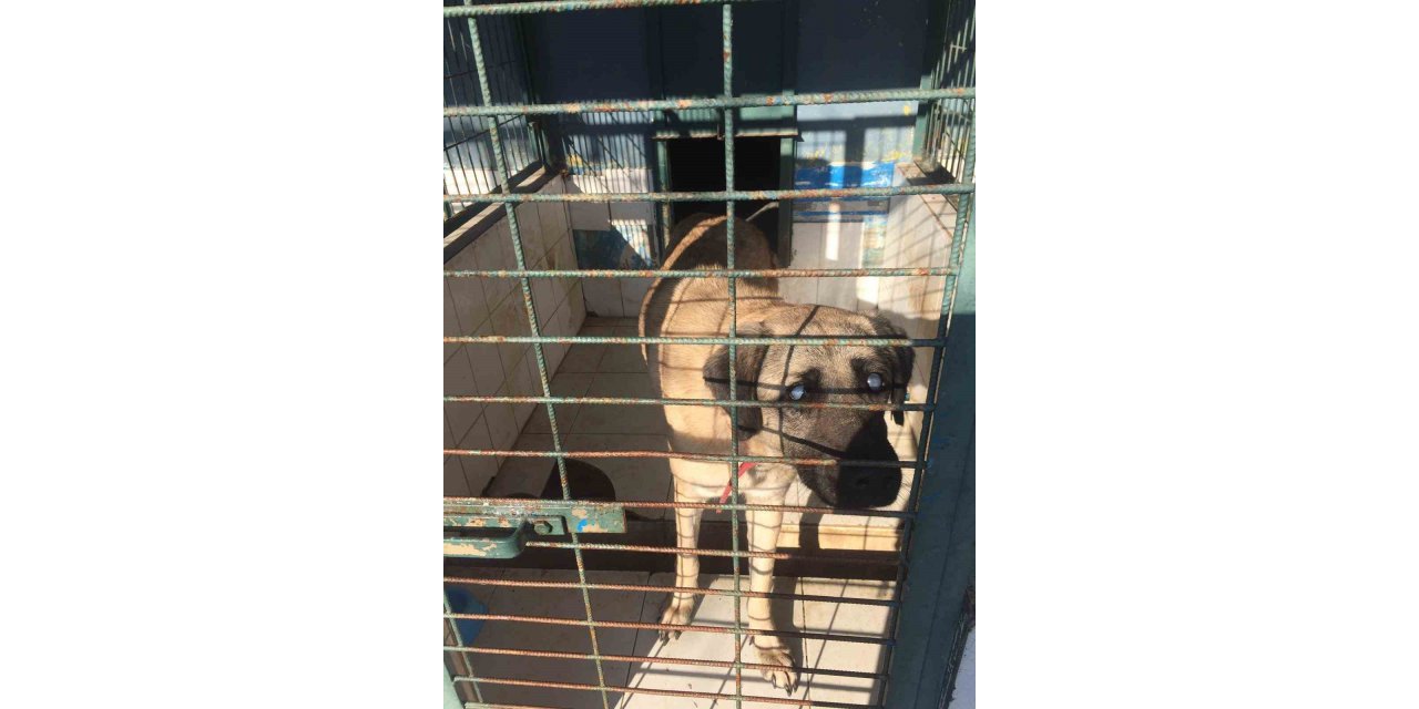 Kadıköy Belediyesi Geçici Hayvan Bakımevi’nden sahiplendiği görme engelli köpeğine ev kiraladı