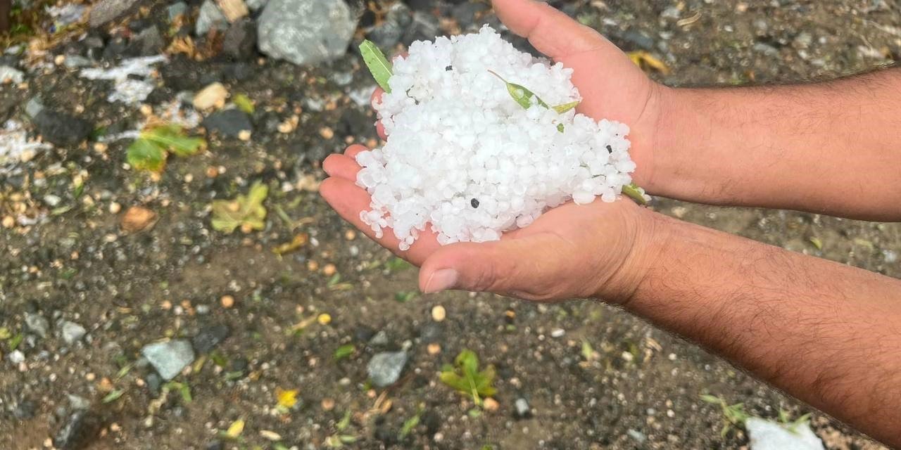 Dolu yağışı zeytin ağaçlarına zarar verdi