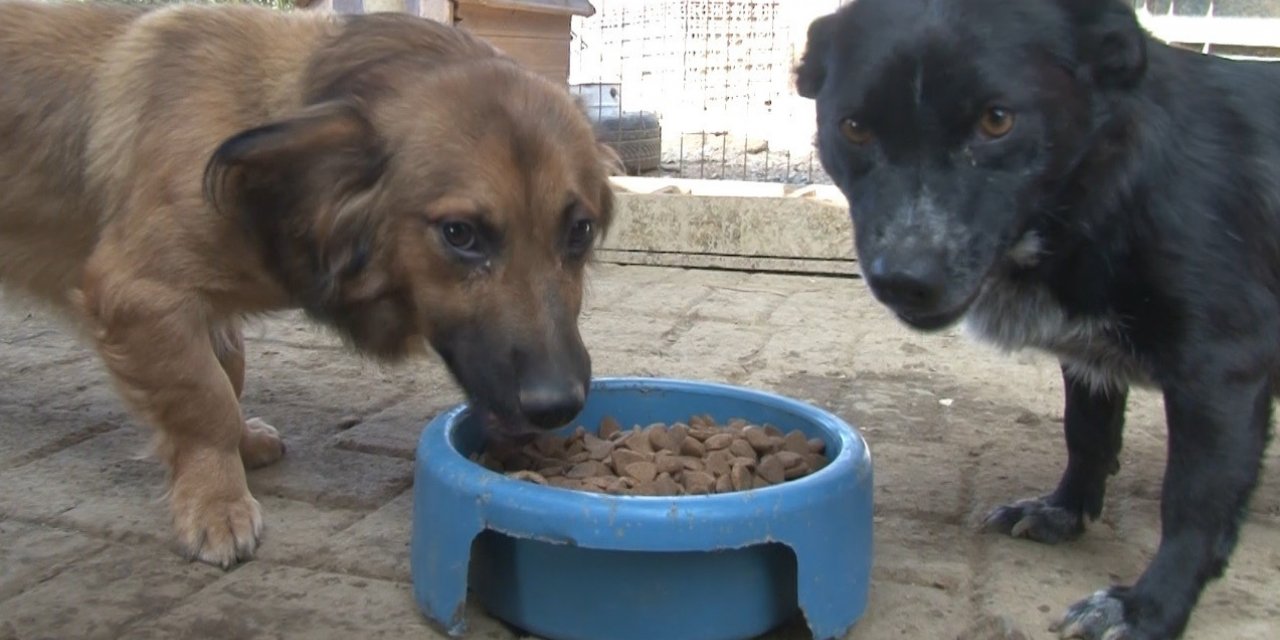 Getir’den hayvan barınaklarına 1,5 milyon kap mama