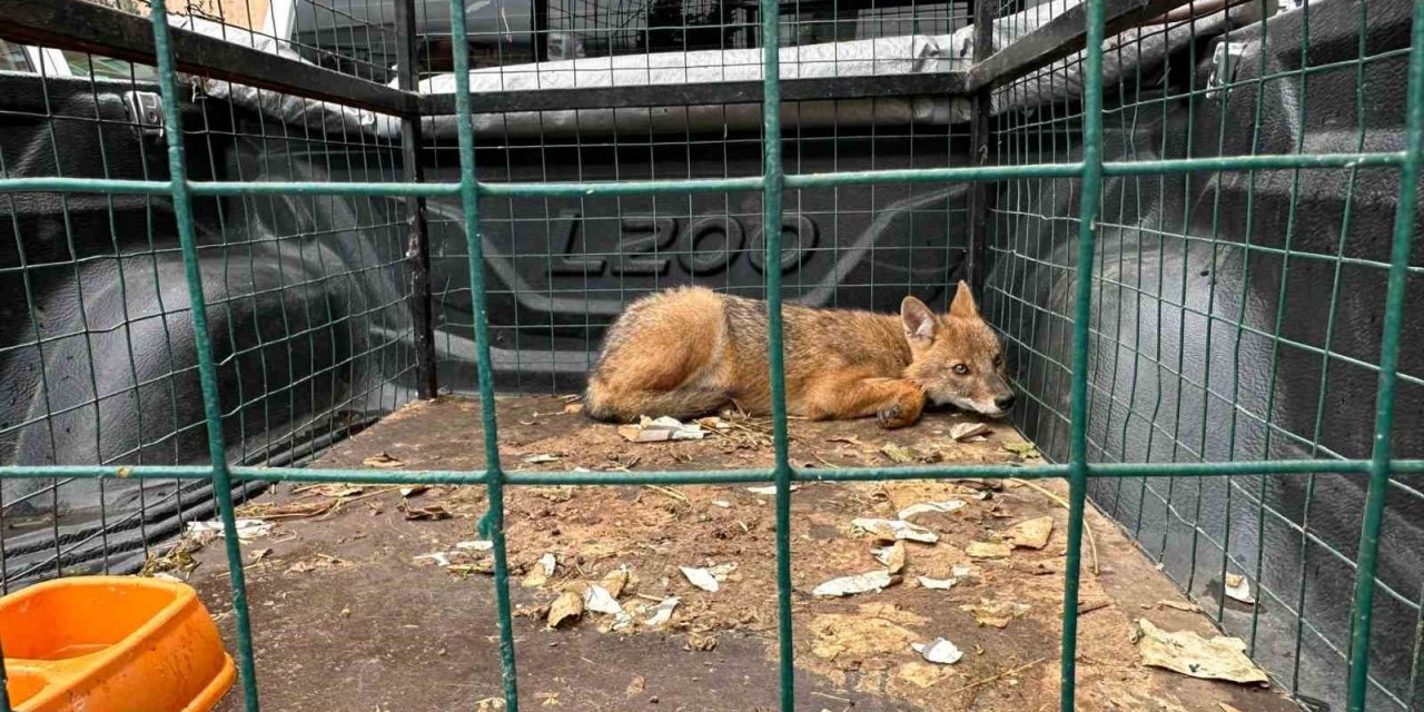 4 Ekim Dünya Hayvanları Koruma Gününde Artvin’de çakal ve baykuş doğaya bırakıldı