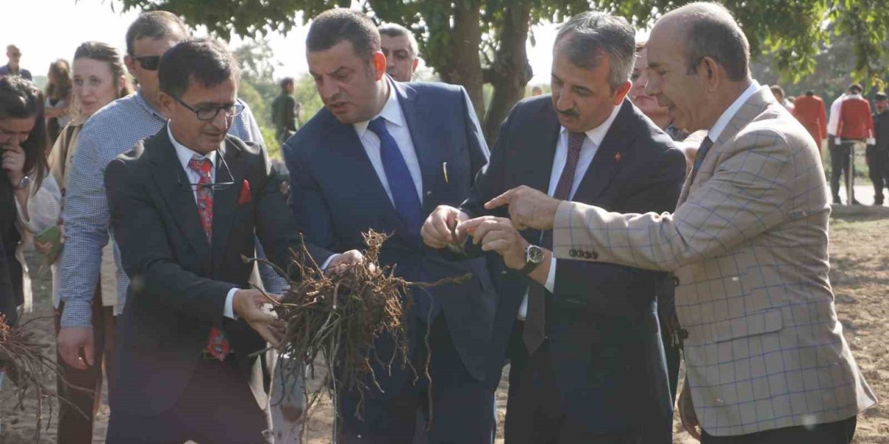 Osmanlı İmparatorluğu’nun ”Edirne Kırmızısı” hasat edildi