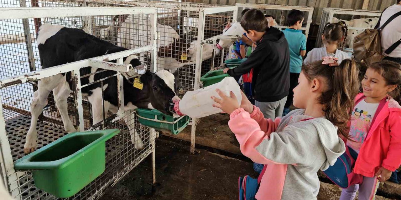Kuyucaklı çocuklar buzağıları biberonla besledi